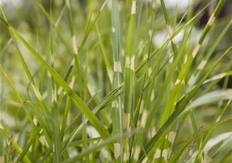 Miscanthus sinensis 'Zebrinus' - Überhängender Garten-Zebraschilf