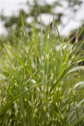 Überhängender Garten-Zebraschilf - Miscanthus sinensis 'Zebrinus'