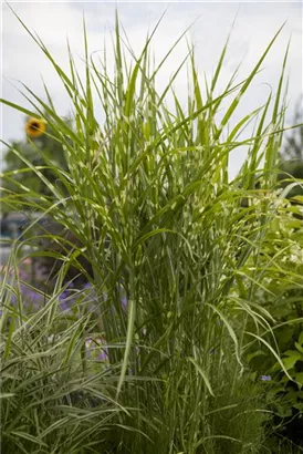 Überhängender Garten-Zebraschilf - Miscanthus sinensis 'Zebrinus'