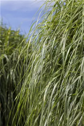 Überhängender Garten-Zebraschilf - Miscanthus sinensis 'Zebrinus'