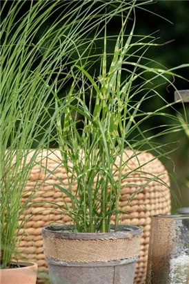 Überhängender Garten-Zebraschilf - Miscanthus sinensis 'Zebrinus'