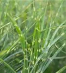 Überhängender Garten-Zebraschilf - Miscanthus sinensis 'Zebrinus'