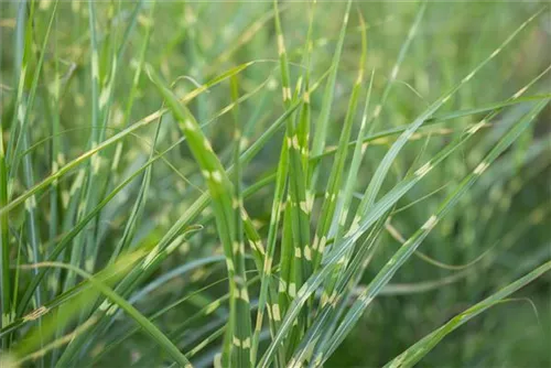 Überhängender Garten-Zebraschilf - Miscanthus sinensis 'Zebrinus'