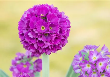 Primula denticulata 'Rubin' - Kugelige Garten-Schlüsselblume