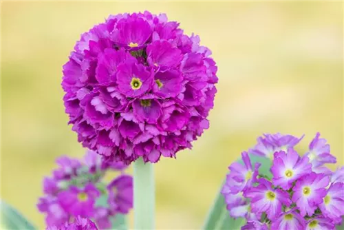 Kugelige Garten-Schlüsselblume - Primula denticulata 'Rubin'