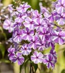 Garten-Flammenblume - Phlox maculata 'Natascha'