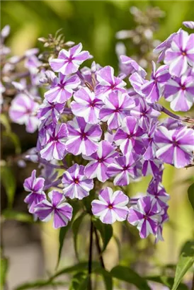 Garten-Flammenblume - Phlox maculata 'Natascha'