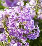 Garten-Teppich-Flammenblume - Phlox subulata 'Candy Stripes'