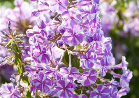 Phlox subulata 'Candy Stripes' - Garten-Teppich-Flammenblume