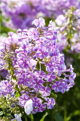 Garten-Teppich-Flammenblume - Phlox subulata 'Candy Stripes'