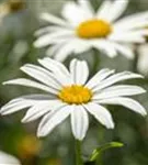 Großblumige Garten-Margerite - Leucanthemum x superb.'Gruppenstolz'