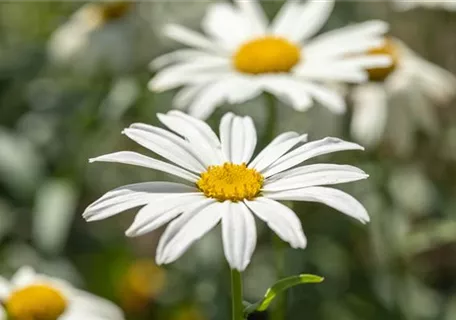 Leucanthemum x superb.'Gruppenstolz' - Großblumige Garten-Margerite