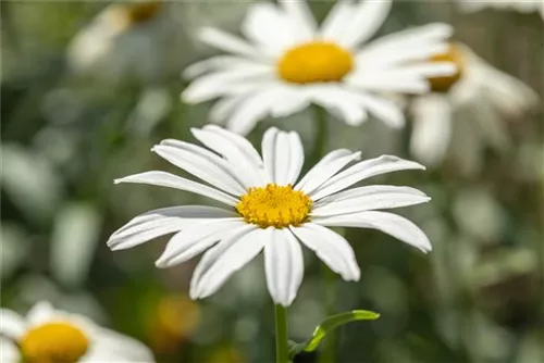 Großblumige Garten-Margerite - Leucanthemum x superb.'Gruppenstolz'