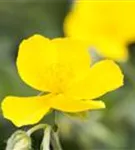 Garten-Sonnenröschen - Helianthemum x cult.'Sterntaler'