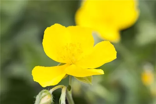 Garten-Sonnenröschen - Helianthemum x cult.'Sterntaler'