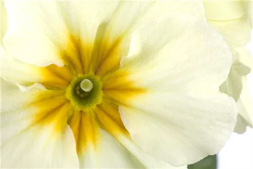 Hohe Schlüsselblume - Primula elatior Wildform