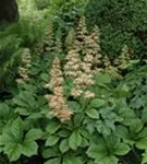 Kastanienblättriges Schaublatt - Rodgersia aesculifolia