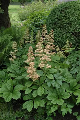 Kastanienblättriges Schaublatt - Rodgersia aesculifolia