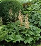 Kastanienblättriges Schaublatt - Rodgersia aesculifolia