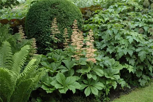 Kastanienblättriges Schaublatt - Rodgersia aesculifolia