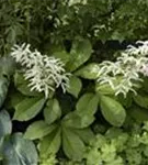 Kastanienblättriges Schaublatt - Rodgersia aesculifolia