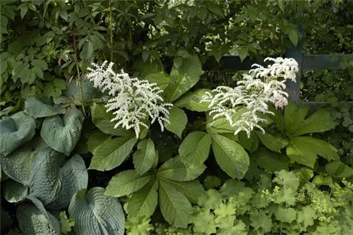 Kastanienblättriges Schaublatt - Rodgersia aesculifolia