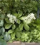 Kastanienblättriges Schaublatt - Rodgersia aesculifolia