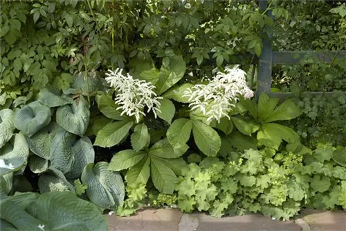 Kastanienblättriges Schaublatt - Rodgersia aesculifolia