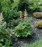 Kastanienblättriges Schaublatt - Rodgersia aesculifolia