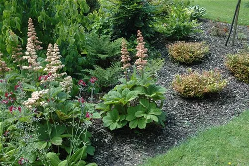 Kastanienblättriges Schaublatt - Rodgersia aesculifolia