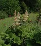 Kastanienblättriges Schaublatt - Rodgersia aesculifolia