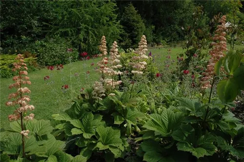 Kastanienblättriges Schaublatt - Rodgersia aesculifolia