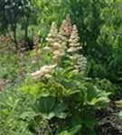 Kastanienblättriges Schaublatt - Rodgersia aesculifolia