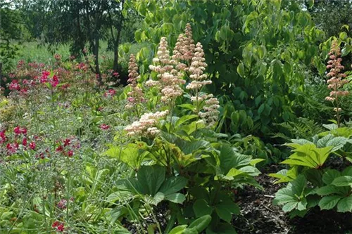 Kastanienblättriges Schaublatt - Rodgersia aesculifolia