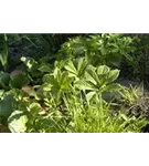 Holunderblättriges Schaublatt - Rodgersia sambucifolia