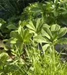 Kastanienblättriges Schaublatt - Rodgersia aesculifolia