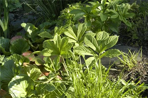 Kastanienblättriges Schaublatt - Rodgersia aesculifolia