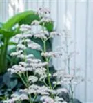 Kastanienblättriges Schaublatt - Rodgersia aesculifolia