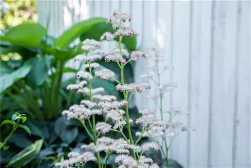 Kastanienblättriges Schaublatt - Rodgersia aesculifolia