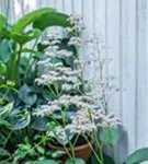 Kastanienblättriges Schaublatt - Rodgersia aesculifolia