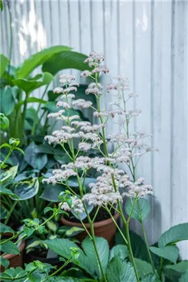 Kastanienblättriges Schaublatt - Rodgersia aesculifolia