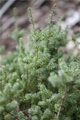 Steineibe - Podocarpus lawrencei 'Blue Gem'