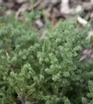 Steineibe - Podocarpus lawrencei 'Blue Gem'