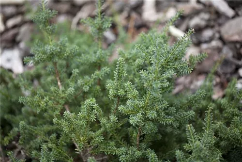 Steineibe - Podocarpus lawrencei 'Blue Gem'