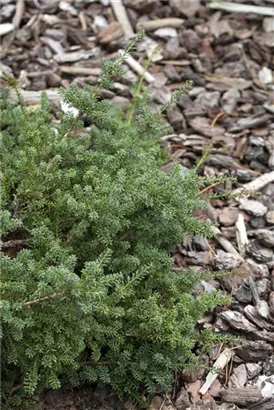 Steineibe - Podocarpus lawrencei 'Blue Gem'