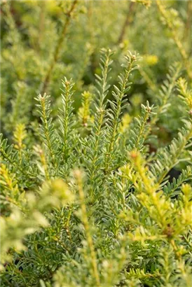 Steineibe - Podocarpus lawrencei 'Blue Gem'