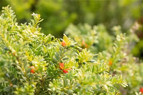 Steineibe - Podocarpus lawrencei 'Blue Gem'