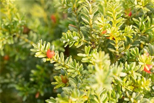 Steineibe - Podocarpus lawrencei 'Blue Gem'