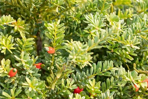 Steineibe - Podocarpus lawrencei 'Blue Gem'