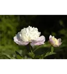 Garten-Pfingstrose - Paeonia lactiflora 'Bowl of Beauty'